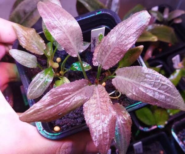 Cryptocoryne thwaitesii 'Kirindoya Brown' - Imagem 4