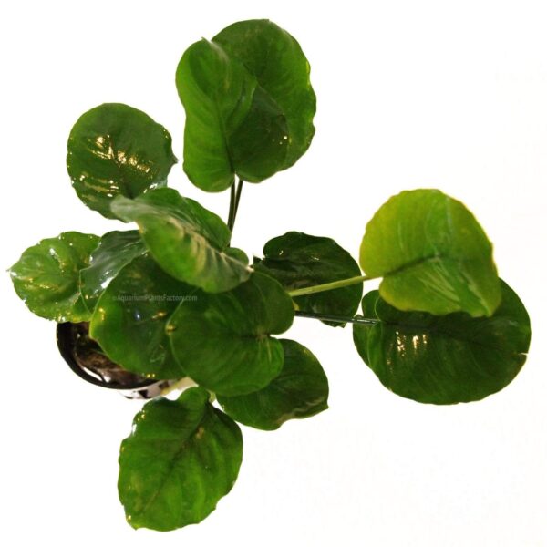 Anubia Round (Coin, Heart Leaf) - Imagem 2