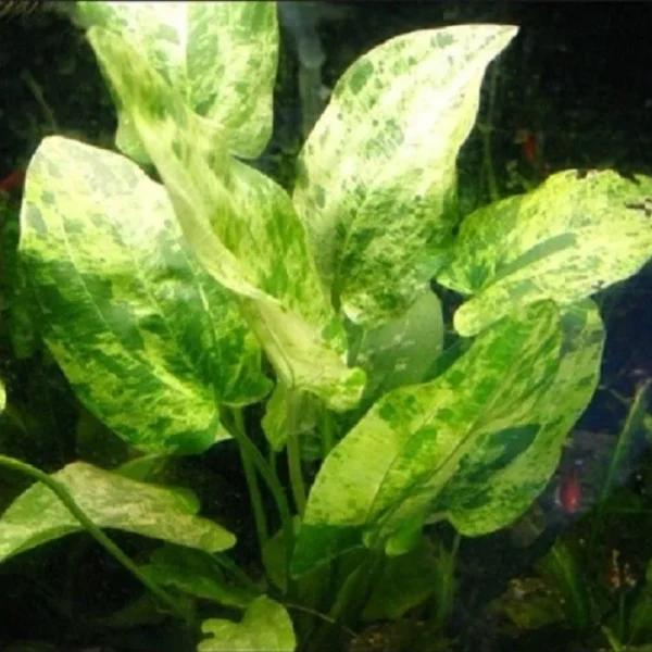 Echinodorus cordifolius “Marble Queen” - Imagem 3