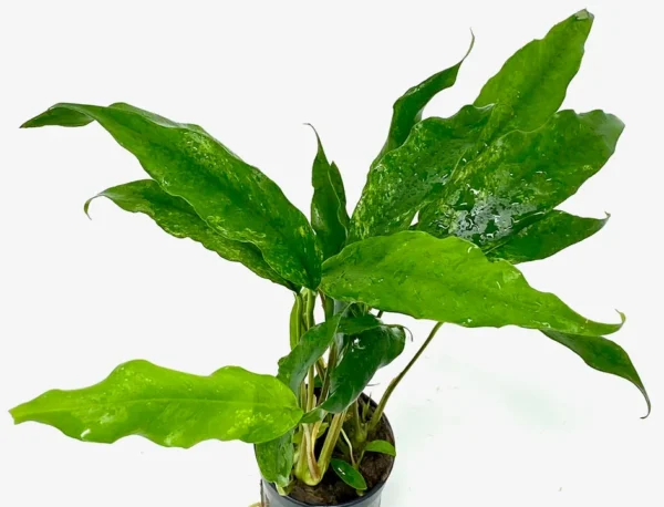 Anubia barteri var. Minima (Gabon)
