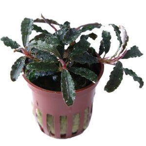 Bucephalandra Kedagang