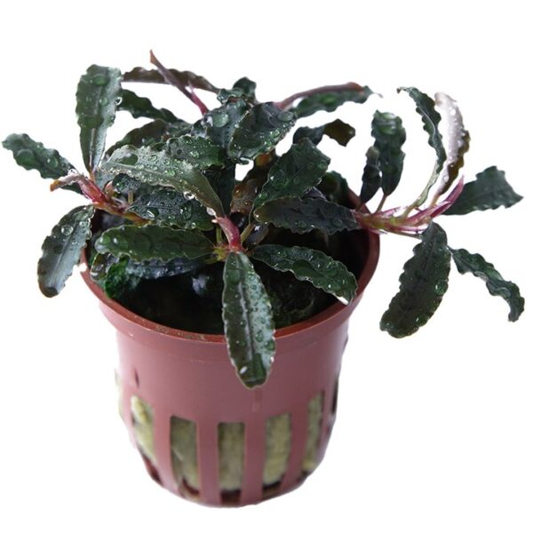 Bucephalandra Kedagang
