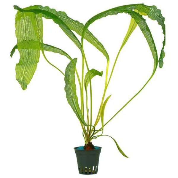 Aponogeton madagascariensis - Imagem 2