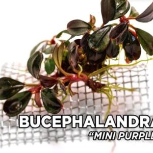 Bucephalandra Purple Mini