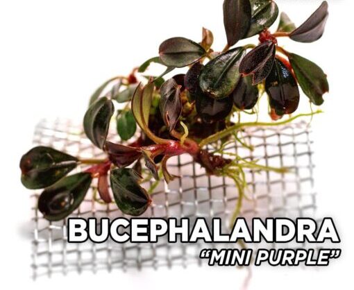 Bucephalandra Purple Mini