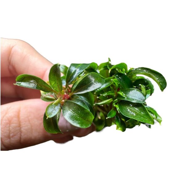 Bucephalandra Red Phantom in vitro Plantfarm - Imagem 5