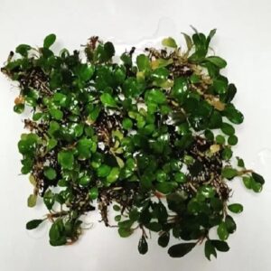 Bucephalandra Mini Coin