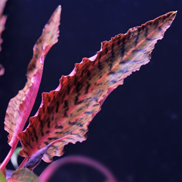 Cryptocoryne nurii var. raubensis 'Rosen Maiden' - Imagem 2