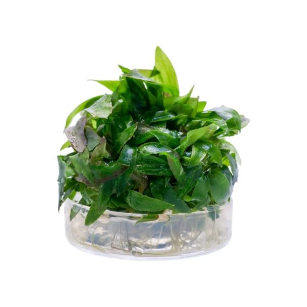 Cryptocoryne thwaitesii 'Kirindoya Brown' - Imagem 5