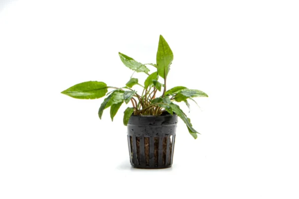 Cryptocoryne Green Gecko