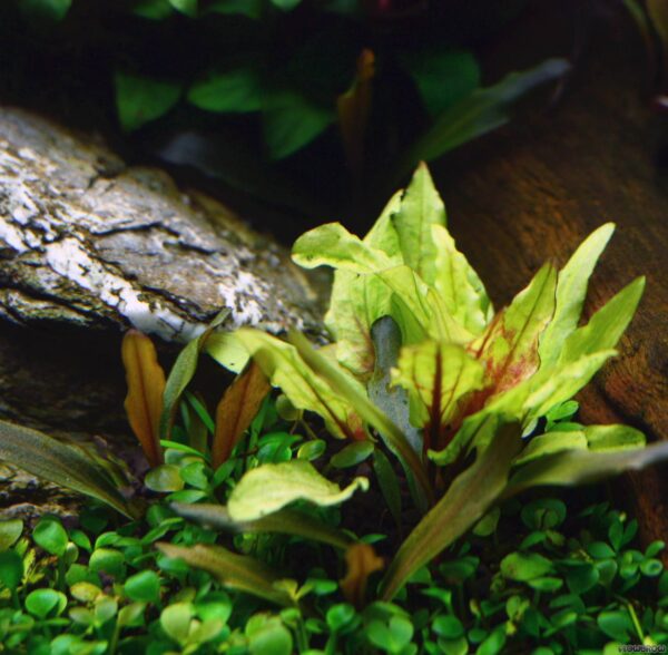 Cryptocoryne Green Gecko - Imagem 3