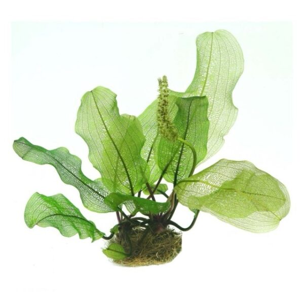 Aponogeton madagascariensis