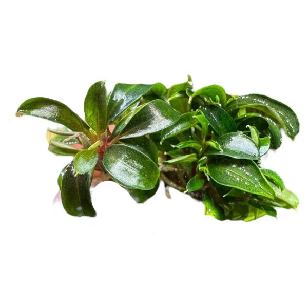 Bucephalandra Red Phantom in vitro Plantfarm - Imagem 4