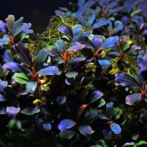 Bucephalandra Deep Purple in vitro Plantfarm