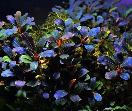 Bucephalandra Deep Purple in vitro Plantfarm