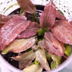 Cryptocoryne thwaitesii 'Kirindoya Brown'