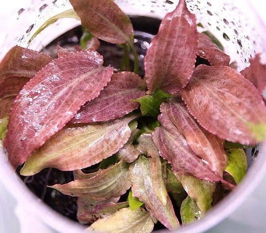 Cryptocoryne thwaitesii 'Kirindoya Brown'