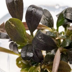 Bucephalandra Brownie Phoenix