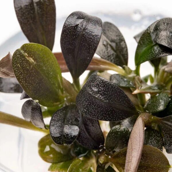 Bucephalandra Brownie Phoenix