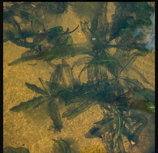 Aponogeton madagascariensis - Imagem 4