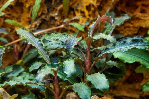 Bucephalandra Kedagang - Imagem 2