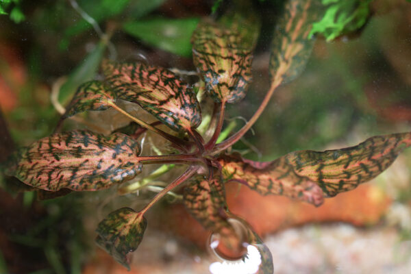 Cryptocoryne nurii var. raubensis 'Rosen Maiden' - Imagem 5