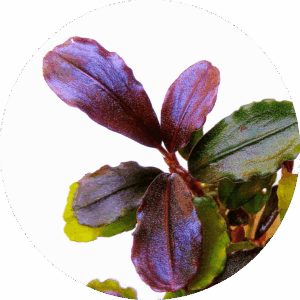 Bucephalandra Brownie Midnight Blue