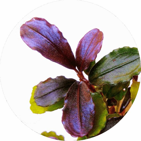 Bucephalandra Brownie Midnight Blue
