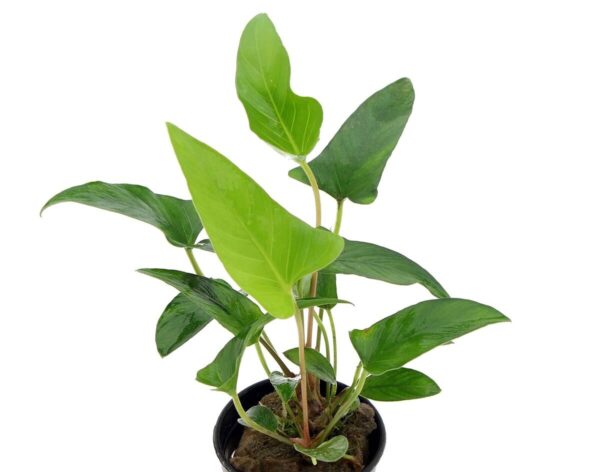 Anubia hastifolia