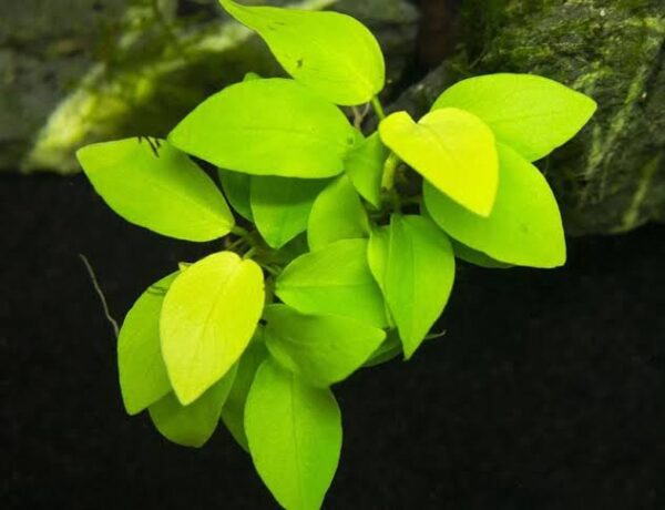 Anubia barteri var. Petite Golden - Imagem 5