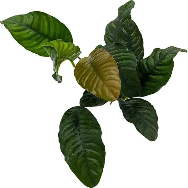 Anubia barteri var. coffeefolia - Imagem 7