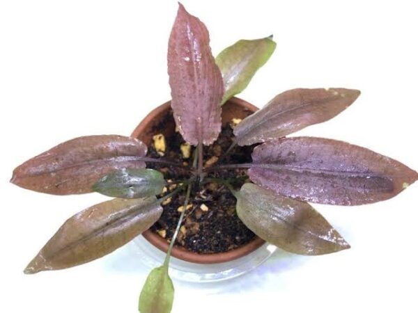Cryptocoryne thwaitesii 'Kirindoya Brown' - Imagem 6