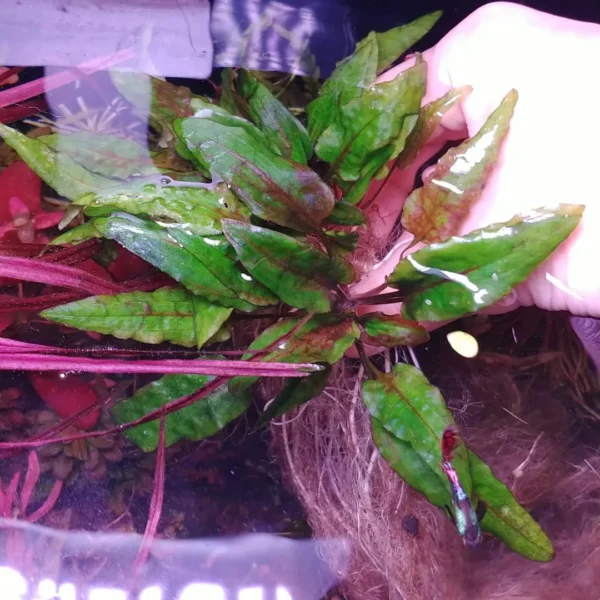 Cryptocoryne Green Gecko - Imagem 4