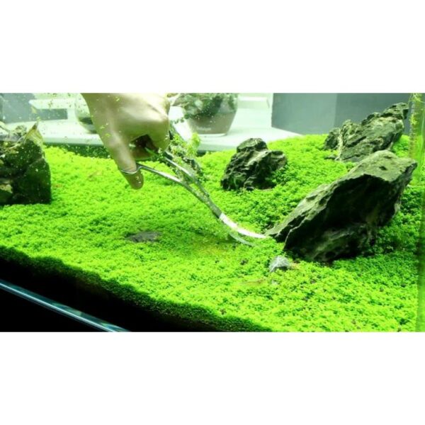 Hemianthus Callitrichoides Cuba - Imagem 3