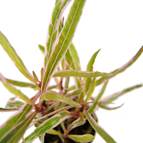 Hygrophila lancea “chai” - Imagem 6