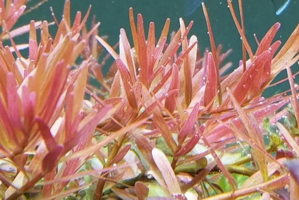 Rotala sp. Pink - Imagem 4