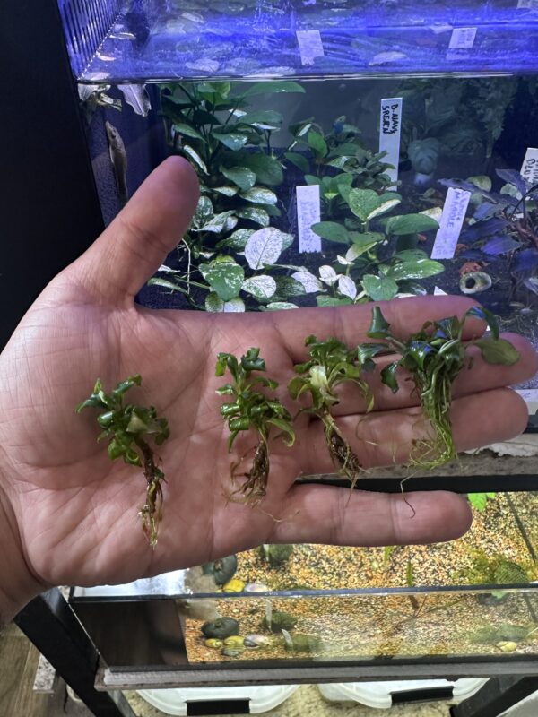 Bucephalandra sp. Sintang - Imagem 3