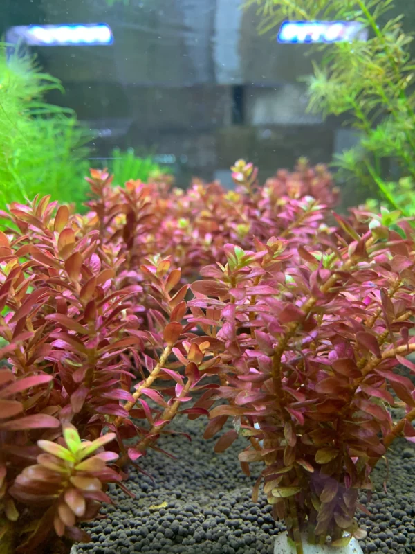 Rotala sp. Pink - Imagem 2