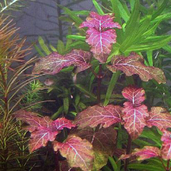 Hyptis lorentziana - Imagem 3
