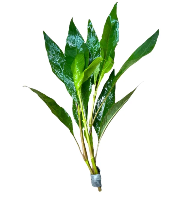 Hygrophila Corymbosa - Imagem 2