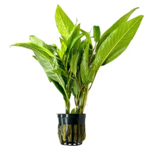 Hygrophila Corymbosa