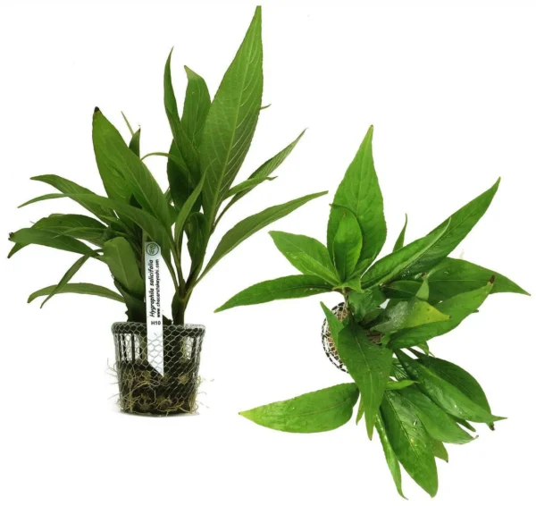 Hygrophila Corymbosa - Imagem 3