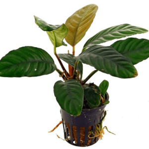 Anubia barteri var. coffeefolia