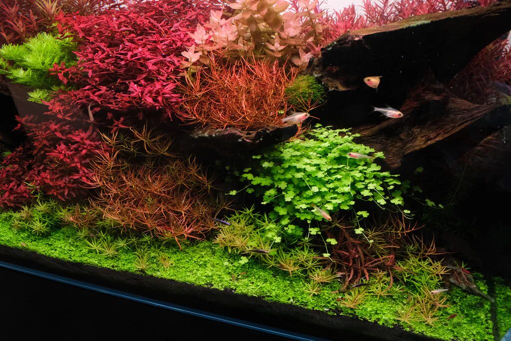 Hydrocotyle tripartita - Imagem 2