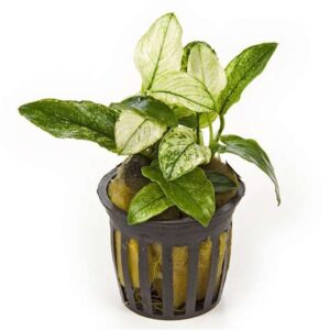 Anubia barteri var. Nana Pinto