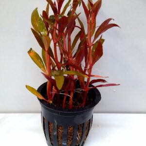 Alternanthera Reineckii (Mini)