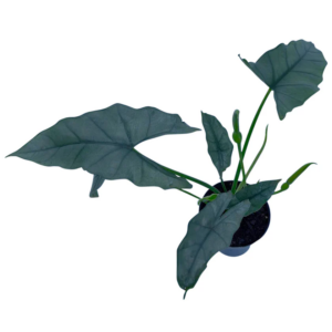 Alocasia Heterophylla Silver