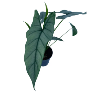 Alocasia Heterophylla Silver