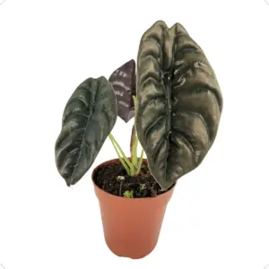 Alocasia cuprea (Pulmão-de-Aço)