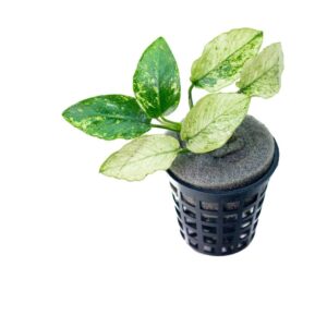 Anubia barteri var. Nana Pinto